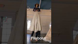 Microdose Pilobolus from Untitled... opening