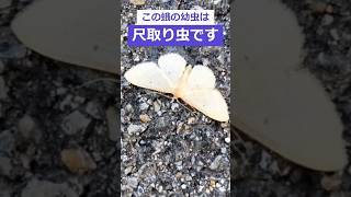 尺取り虫（シャクトリムシ）の成虫クロテンヒメシャク？ #shorts #昆虫 #蛾 #シャクガ科