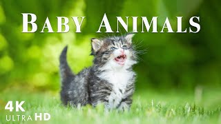 Baby Animals Parts 22 - Let's Enjoy Rare Cute and Happy Moments of Baby Wildlife - Relaxing Music
