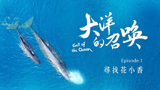 🌊大洋的召喚🌊首部曲預告：一起加入尋鯨之旅 探索鯨豚與海龜的神秘世界