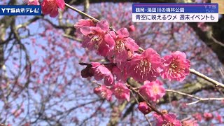 鶴岡で梅の花が見頃 例年より1週間早く開花