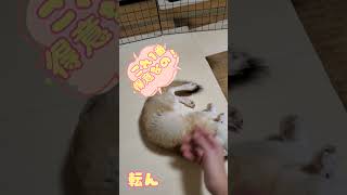 芸をするフェネック