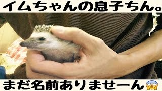 ハリネズミの名前は・・・？Hedgehog