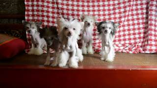 MythicKingdom Chinese Crested puppies showing off their different personalities at 15 weeks