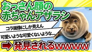 【2ch動物スレ】悲報！ アザラシの赤ちゃんの顔が完全におっさんｗｗｗｗ