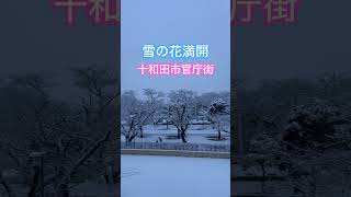 ネコと子ネコのおじさんのネコ無し動画　雪の花満開　十和田市官庁街　#shorts #青森 #十和田 #雪の花