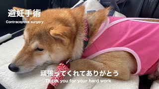 『犬の避妊手術』術後３日目から抜糸まで