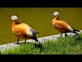 ruddy shelduck facts brahminy duck facts