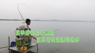 秋季野钓鲤鱼想要收获好，饵料调漂很重要，这样调整好入口得的多