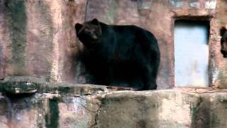 浜松市動物園のヒグマ