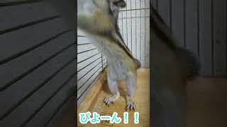 しまりす「ポン吉」縦伸びです。【ペット】【シマリス】【Chipmunk】【Squirrel】【Kawaii】【Cute】