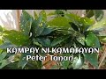 kampay ni kamatayan peter tanan kankanaeysongs igorotsongs oldisgoldsongs igorot imontanyosa