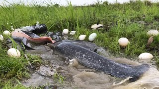 Episode#014  River Life- Best hand fishing, a fisherman catch a lot of fish and pick eggs  by hand