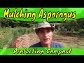 Wood Chips around the asparagus beds mulching