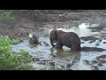 Hippo vs  Elephant Tanzanie 2009