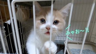 【子猫時代】家に来た当初の子猫の鳴き声が可愛すぎます...【スコティッシュフォールド】