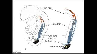 LEC 4: MÔ PHÔI HỌC HỆ TIẾT NIỆU