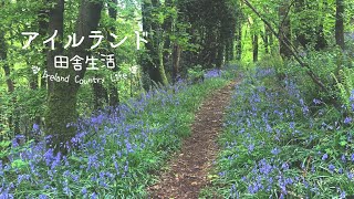 【ヨーロッパ田舎暮らし】ブルーベルの森 | ハナウドの天ぷら | アイルランドの野うさぎ | story 11