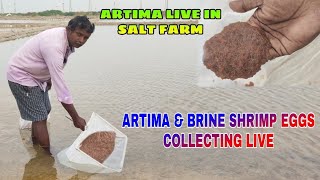 Live Artemia \u0026 Brine Shrimp Eggs caught In Salt Farm (THOOTHUKUDI) 🐟 Aquarium Live Fish Food