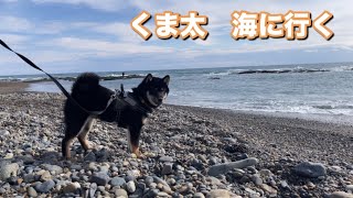 柴犬くま太　初めての海