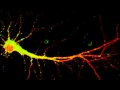 Messenger RNA accumulates in a neuron