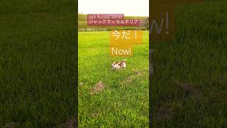 【爆速】すばしっこく走るゲームに夢中な愛犬 My dog love this “catch me if you can “game. #shorts #あしゅらご