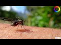 মশা সম্পর্কে ১০ টি অদ্ভুত তথ্য 10 strange facts about mosquitoes