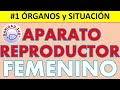 #01 🔵 ¿Dónde están los ÓRGANOS GENITALES FEMENINOS? | ANATOMÍA DEL APARATO REPRODUCTOR FEMENINO