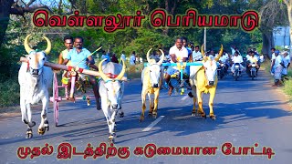 பெரியமாடு - வெள்ளலூர் பந்தயம் 05.03.2023 #bullrace   #panthayam