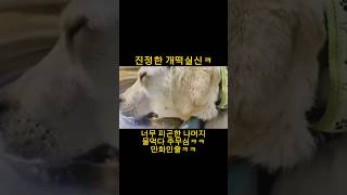 #개떡실신 #떡실신했슈 #떡실신각 #웃긴개그 #재밌는강아지