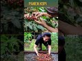 panen kopi