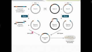 Traditional cloning workflow