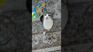 反応した猫🐱 - Cats Reaction - #shorts #cat