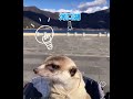 meerkat meerkats meerkatsricatta lakekawaguchiko 河口湖 旅行 mtfuji 富士山 ミーアキャット 散歩 pets pet