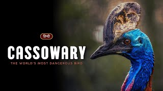 Cassowary - The World's Most Dangerous Bird – [Hindi] – Infinity Stream