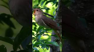 common nightingale, common nightingale song, common nightingale sound, common nightingale videos,