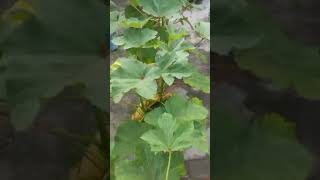 ছাদ বাগান #rooftopgarden #refreshmind #harvesting #okra #shorts #shortvideo #cookingwithtanjina