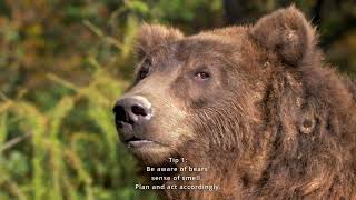 3 Safety Tips for Exploring Bear Country