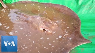 Marine Biologists Rescue Giant Stingray in Mekong River