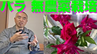 バラを無農薬・無化学肥料で育てるには？　2024/5/13  Rose