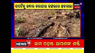 16 feet King Cobra rescued ଢେଙ୍କାନାଳରେ ୧୬ ଫୁଟର ଅହିରାଜ ଉଦ୍ଧାର