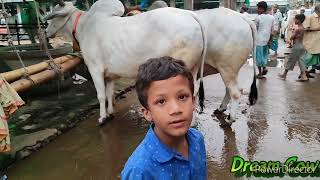 Bhai Koto Nilo? Gabtoli Gorur Haat 2023-Part 6 |Qurbani Cow Price in Bangladesh |Gabtoli Cow Market