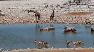 Springboks, Gemsbok Oryx, Giraffes and Zebras at Okaukuejo Resort Waterhole.