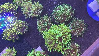 DropoffCorals.com is the best place to buy Torch Corals