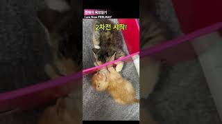 냥이들의 전쟁 #고양이 #cat #고양이일상 #코코샤넬 #필웨이