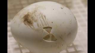 Pippage - Duckling hatching. Time lapse!