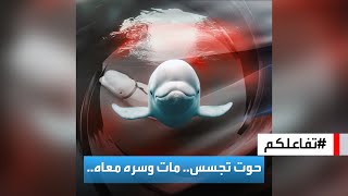 تفاعلكم | نفوق ‎الحوت الجاسوس \