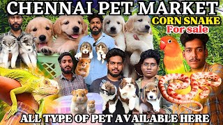 SNAKE SELLING AT BROADWAY MARKET| PETS| @gowthamirfan3858#broadwaypetmarket#petmarket#pets#pet