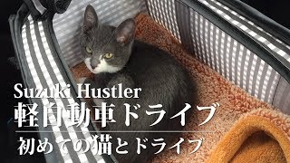 ハスラー　軽自動車ドライブ　猫とドライブ編