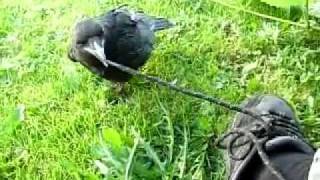 Pet Crow Unties my Laces